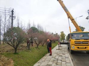  外環(huán)線道路景觀工程二、三標(biāo)段進行補植復(fù)綠工作